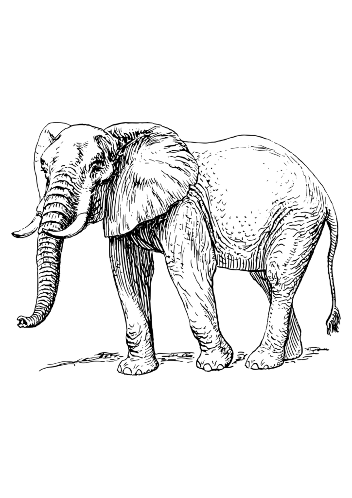 Elefant Ausmalbild – Ausmalbild zum Ausdrucken
