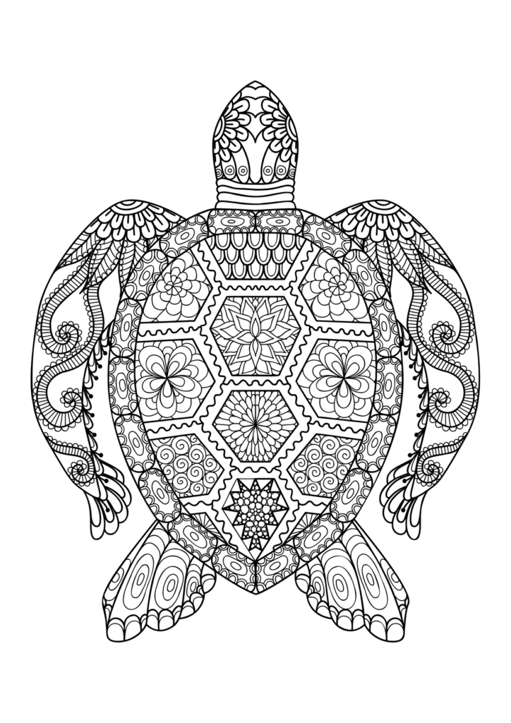 Schildkröte Ausmalbild – Ausmalbild zum Ausdrucken
