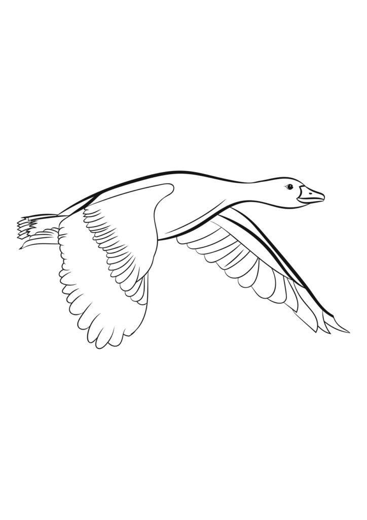 Ente Ausmalbild – Ausmalbild zum Ausdrucken