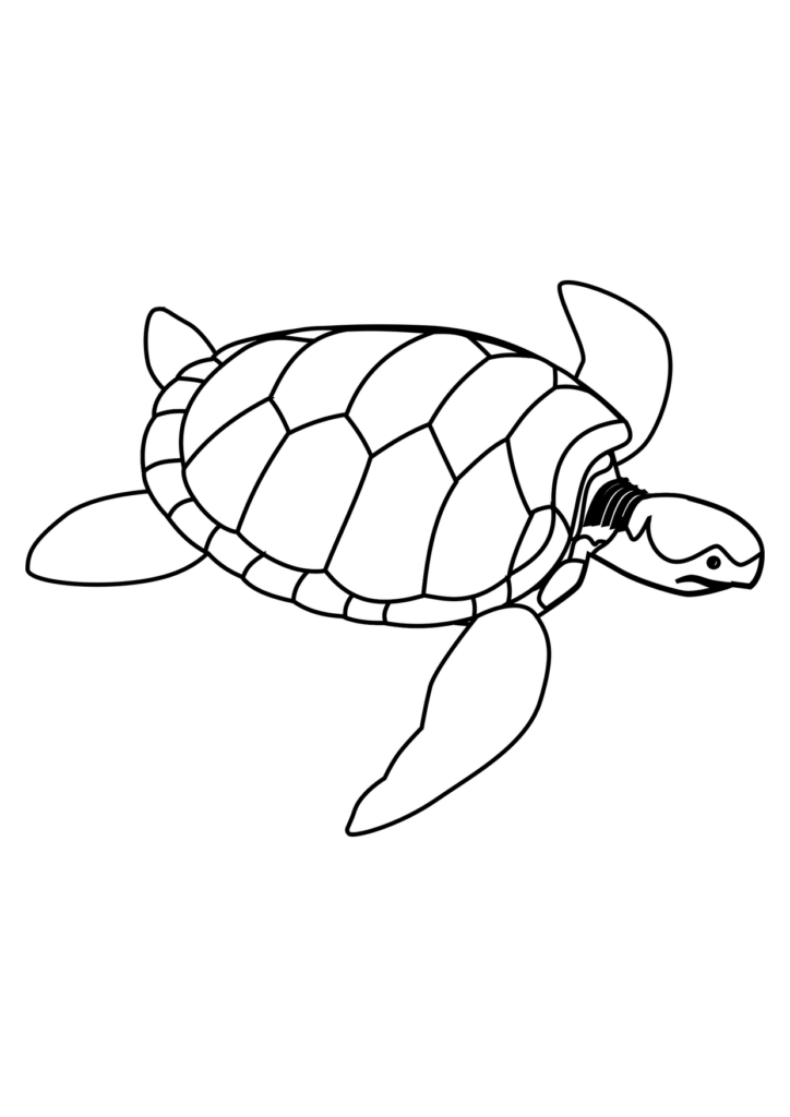 Schildkröte Ausmalbild – Ausmalbild zum Ausdrucken