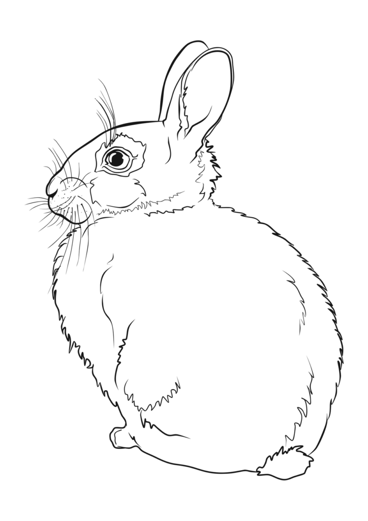 Hase Ausmalbild – Ausmalbild zum Ausdrucken